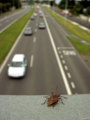 http://www.fantasyjackpalance.com/fjp/photos/fjp-dead/city/small/insect-cars.jpg