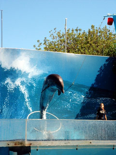 zoo-dolphins-02.jpg