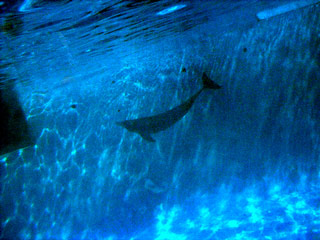 zoo-dolphins-04.jpg