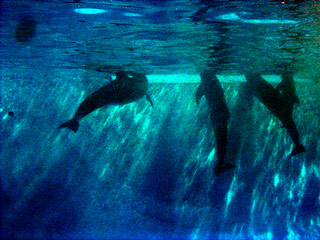 zoo-dolphins-06.jpg