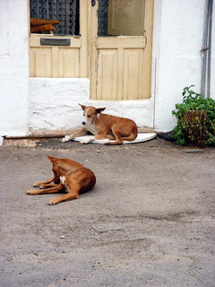 dogs-02.jpg